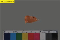 藏品(肉球皺蟹)的圖片